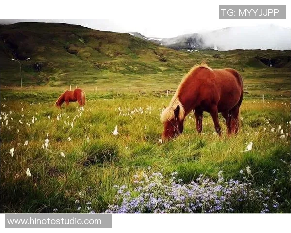冰岛队因新冠赛事中断，重新组队再战赛场的背后故事